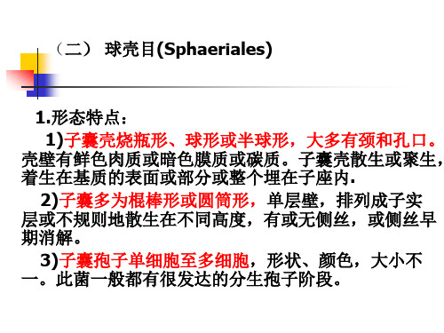 普通植物病理学-第四节子囊菌亚门(下)