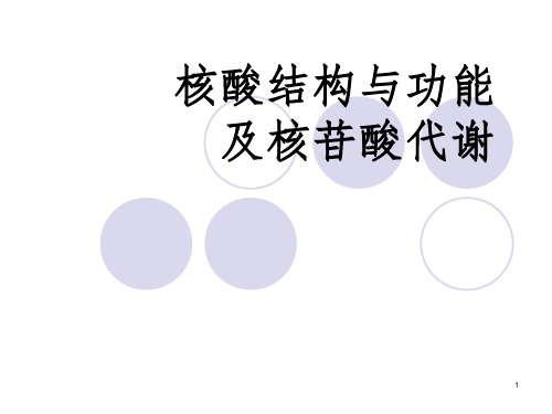 核酸的结构与功能及核苷酸代谢(课堂PPT)