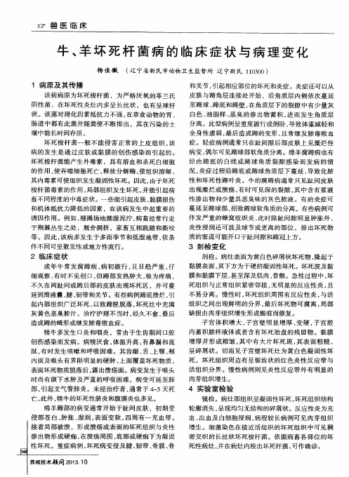 牛、羊坏死杆菌病的临床症状与病理变化
