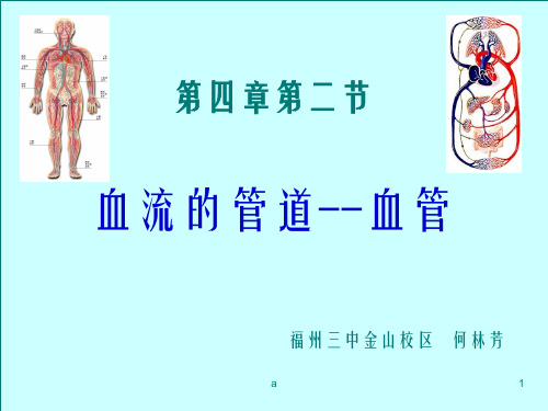 血流管道血管PPT课件