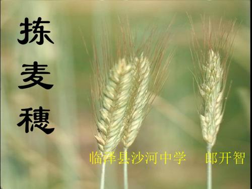 初中语文《拣麦穗》(共23张)ppt67