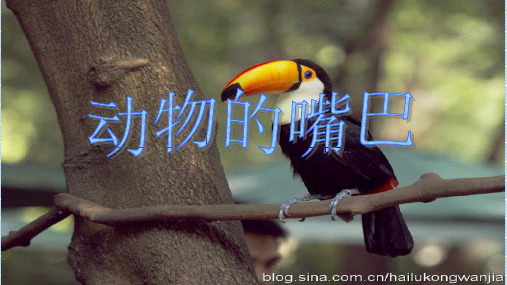 中班科学 有趣的动物嘴巴ppt课件