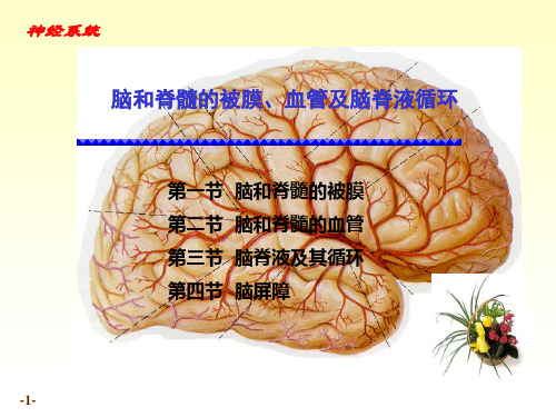 被膜血管脑脊液循环PPT课件