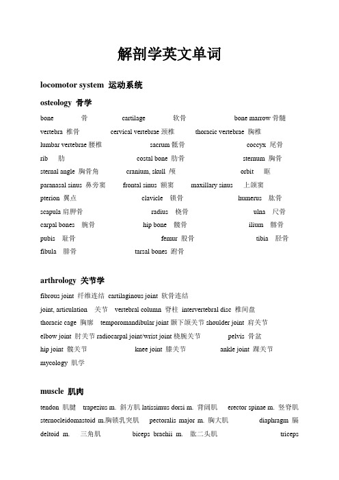 解剖基础英文单词