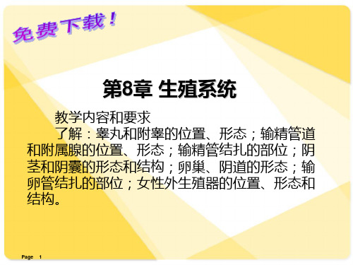 解剖学基础课件第8章 生殖系统