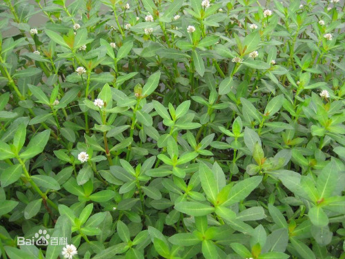 《生物入侵者》ppt课件(28页)