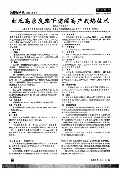 打瓜高密度膜下滴灌高产栽培技术