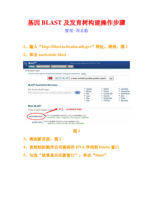 基因BLAST及系统进化树构建操作步骤