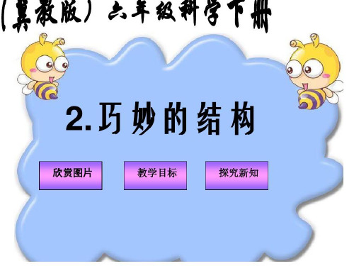 六年级下册科学课件-1.2 巧妙的结构丨冀教版  (共45张PPT)