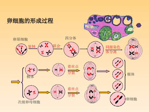 高中生物课件-2.1.2受精作用