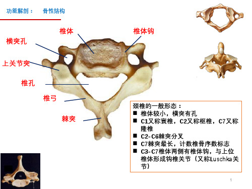 颈椎的功能解剖与颈椎病的鉴别诊断课件.ppt