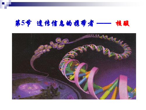 人教版新教材《核酸》教学课件1