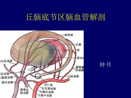 丘脑底节区脑血管解剖-精选文档