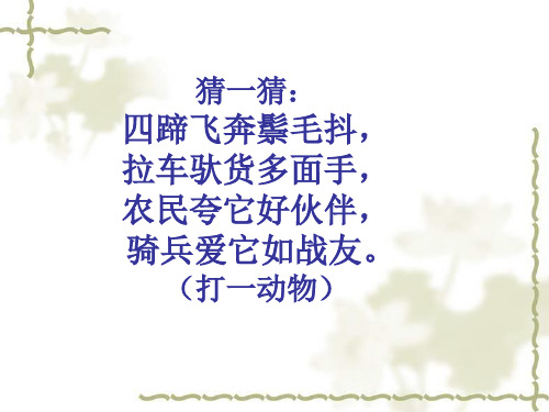 布封《马》精品(精)