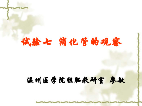 组织胚胎学实验：试验7  消化管的观察