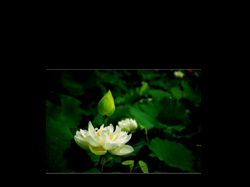 《花之咏》PPT课件