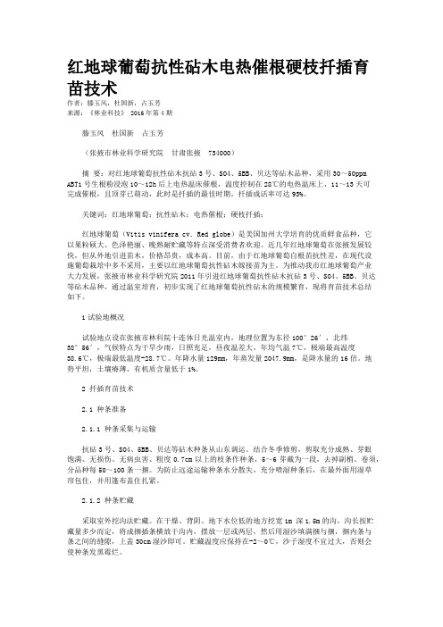 红地球葡萄抗性砧木电热催根硬枝扦插育苗技术