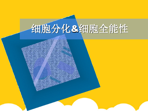 细胞分化细胞全能性ppt实用资料