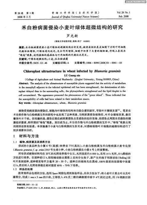 禾白粉病菌侵染小麦叶绿体超微结构的研究