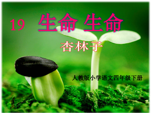 人教版小学四年级下册语文：《生命 生命》第二课时 课件