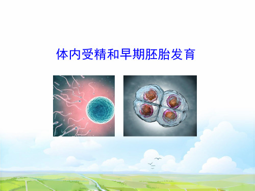 高中生物选修3优质课件13：3.1 体内受精和早期胚胎发育