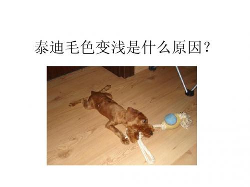 泰迪毛色变浅是什么原因？