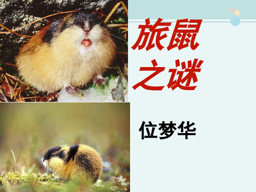 〖2021年整理〗《旅鼠之谜》完整教学课件PPT