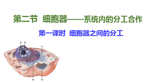 3.2《细胞器—系统内的分工合作》