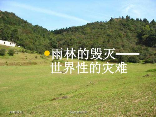 《雨林的毁灭——世界性灾难》课件.ppt