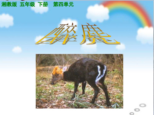 (精选)五年级语文上册第四单元醉麂PPT课件2湘教版