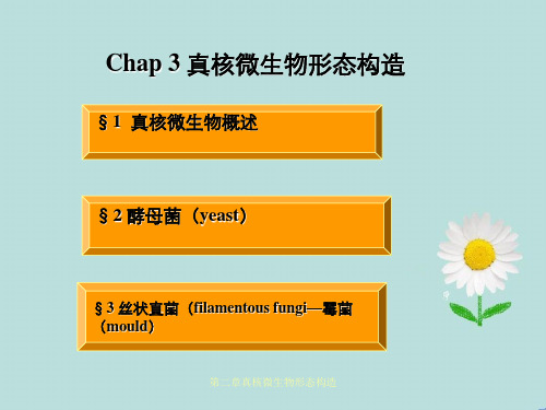 第二章真核微生物形态构造