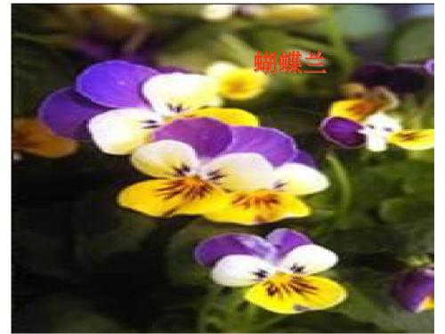 13课《花钟》PPT课件