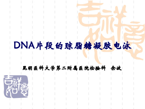DNA的琼脂糖凝胶电泳