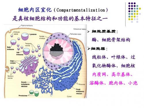 6.细胞质基质与细胞内膜系统