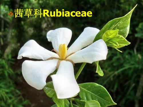 茜草科