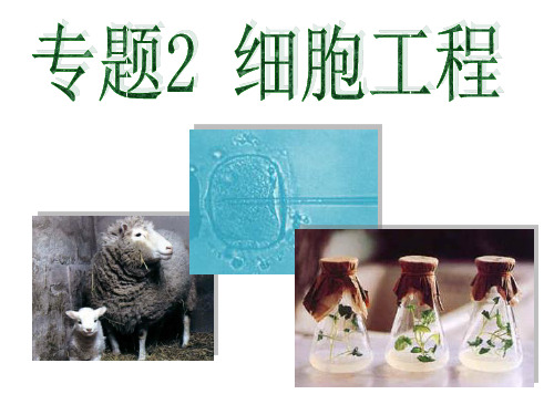 2.1.1 植物细胞工程的基本技术