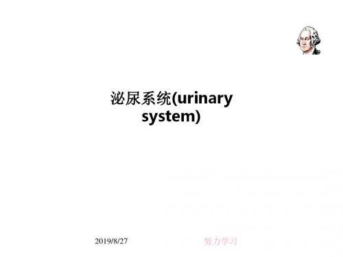 [医学]泌尿系统(urinary system)