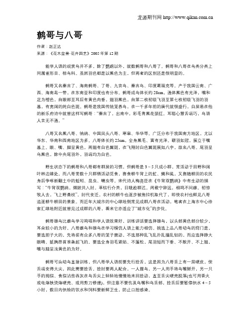 鹩哥与八哥