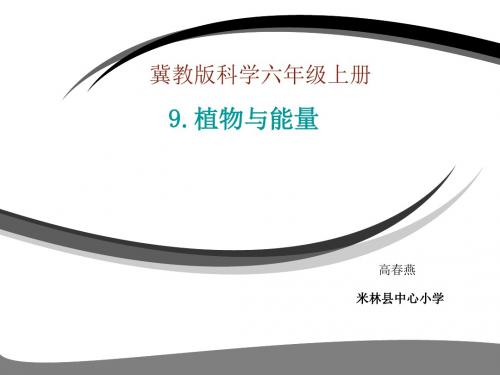 冀教版科学六年级上册 植物与能量说课PPT