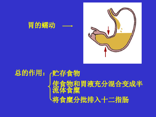 消化系统解剖与生理2