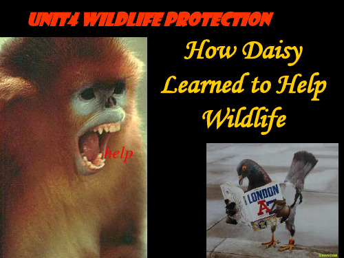 高中英语Unit 4 Wildlife ProtectionReading课件2 新课标 人教版 必