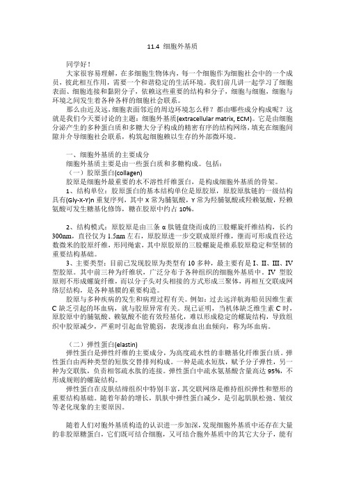 08-4-胞外基质