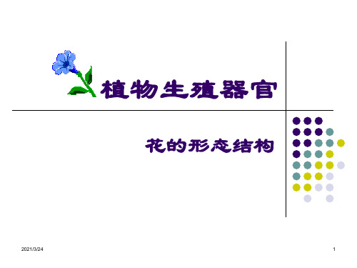花的形态结构植物学全解