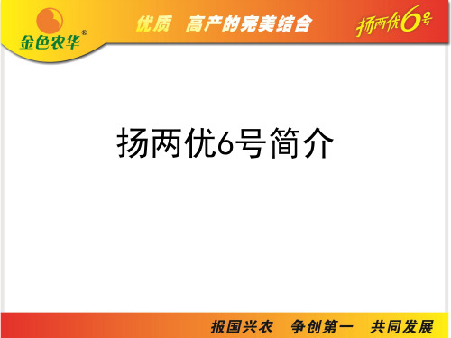 扬两优6号简介