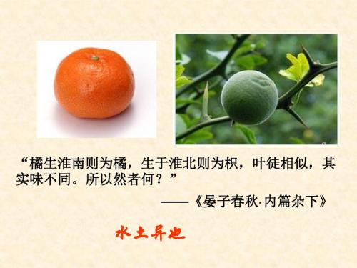 人教版综一对比早期区域文明之间的异同(上课用) 课件
