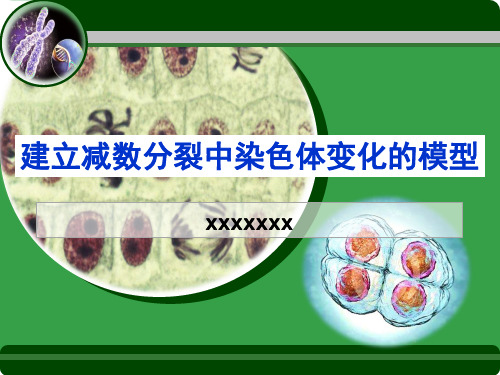建立减数分裂中染色体变化的模型说课(优质课获奖)