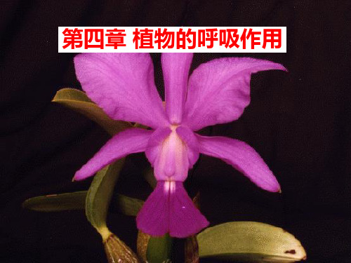植物生理学第4章