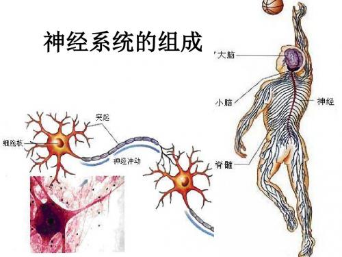神经系统疾病概述PPT课件