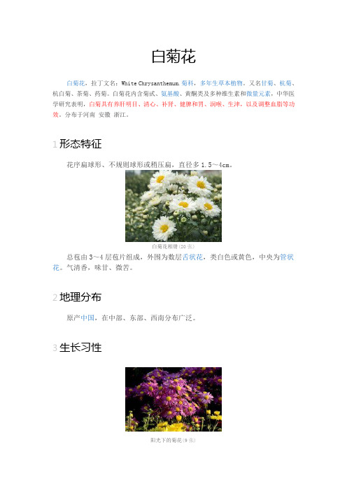 白菊花