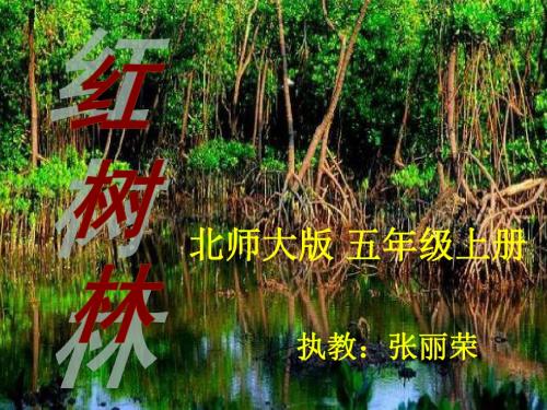 红树林课件(2)